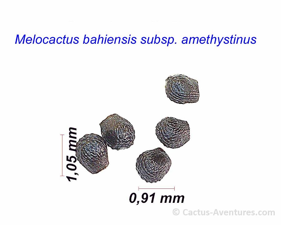 Melocactus bahiensis amethystinus seeds